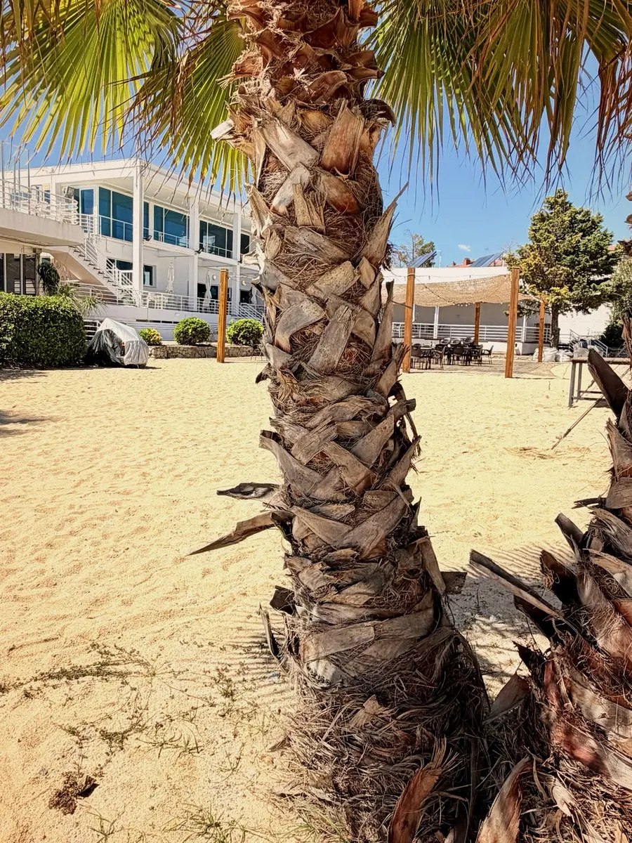 Palmera a la zona d'arena, amb l'edifici del Club Nàutic al fons